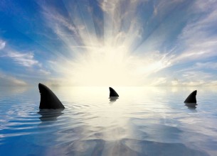 Image de Sharks