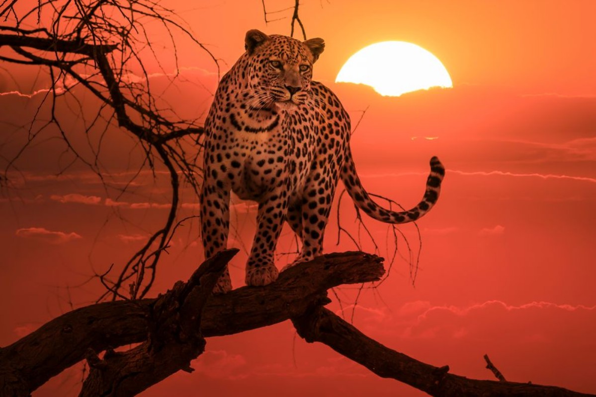 Picture of Solnedgang Leopard på gren