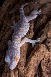 Снимка на Tokay gecko climbing down tree