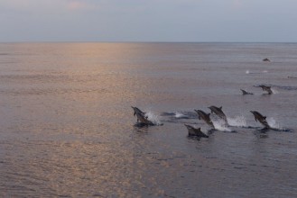 Dolphin Dawn paveikslėlis