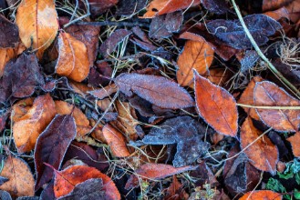 Picture of Frosty Foliage