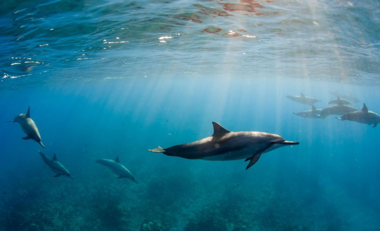 Image de Swimming Dolphins