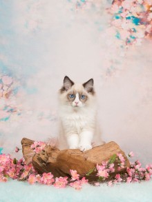 Image de Blue Eyed Ragdoll