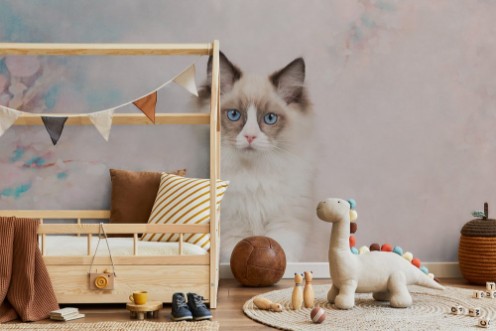 Afbeeldingen van Blue Eyed Ragdoll