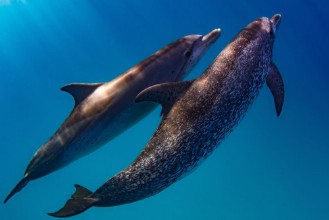 Slika Atlantic Spotted Dolphins