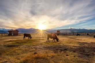 Picture of Cow on a field at sunset