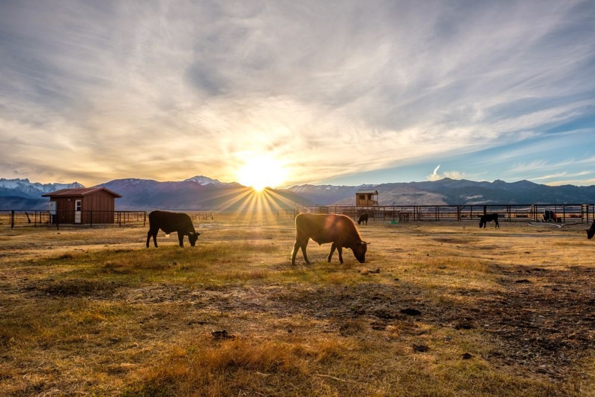 Picture of Cow on a field at sunset