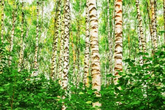 Slika Summer in sunny birch forest