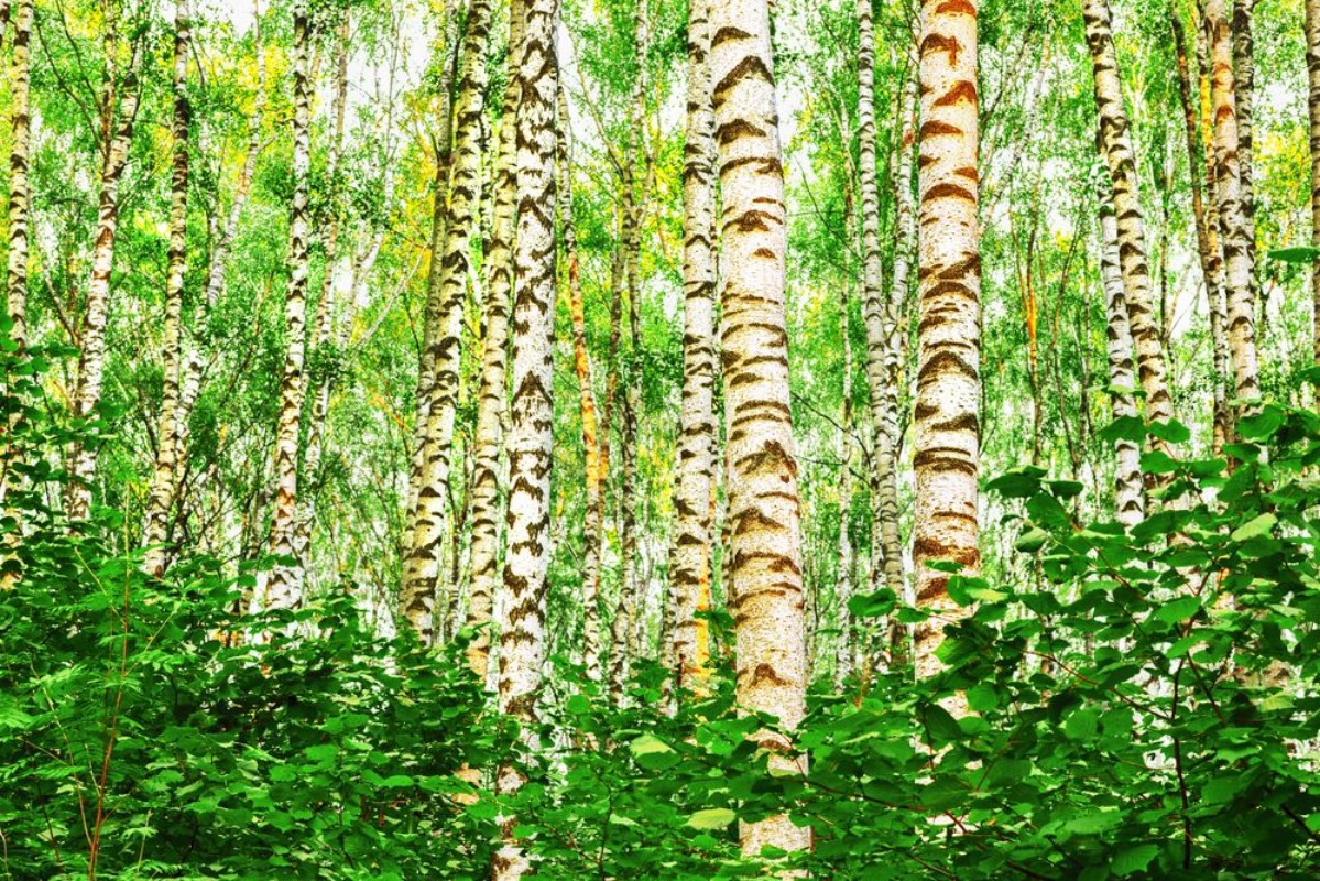 Afbeeldingen van Summer in sunny birch forest