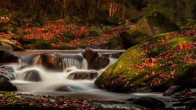 Bild vun Small Autumn Stream