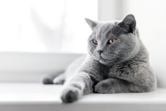 Image de Noble proud cat lying on window sill The British Shorthair