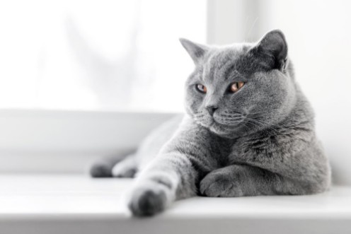 Picture of Noble proud cat lying on window sill The British Shorthair