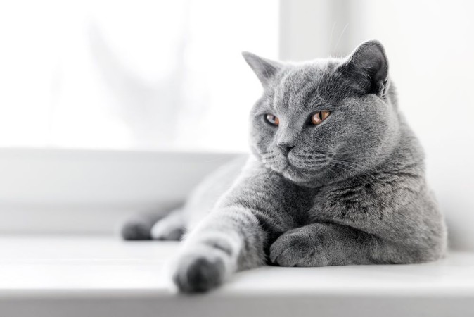 Afbeeldingen van Noble proud cat lying on window sill The British Shorthair