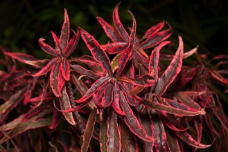 Bild von Regal Red