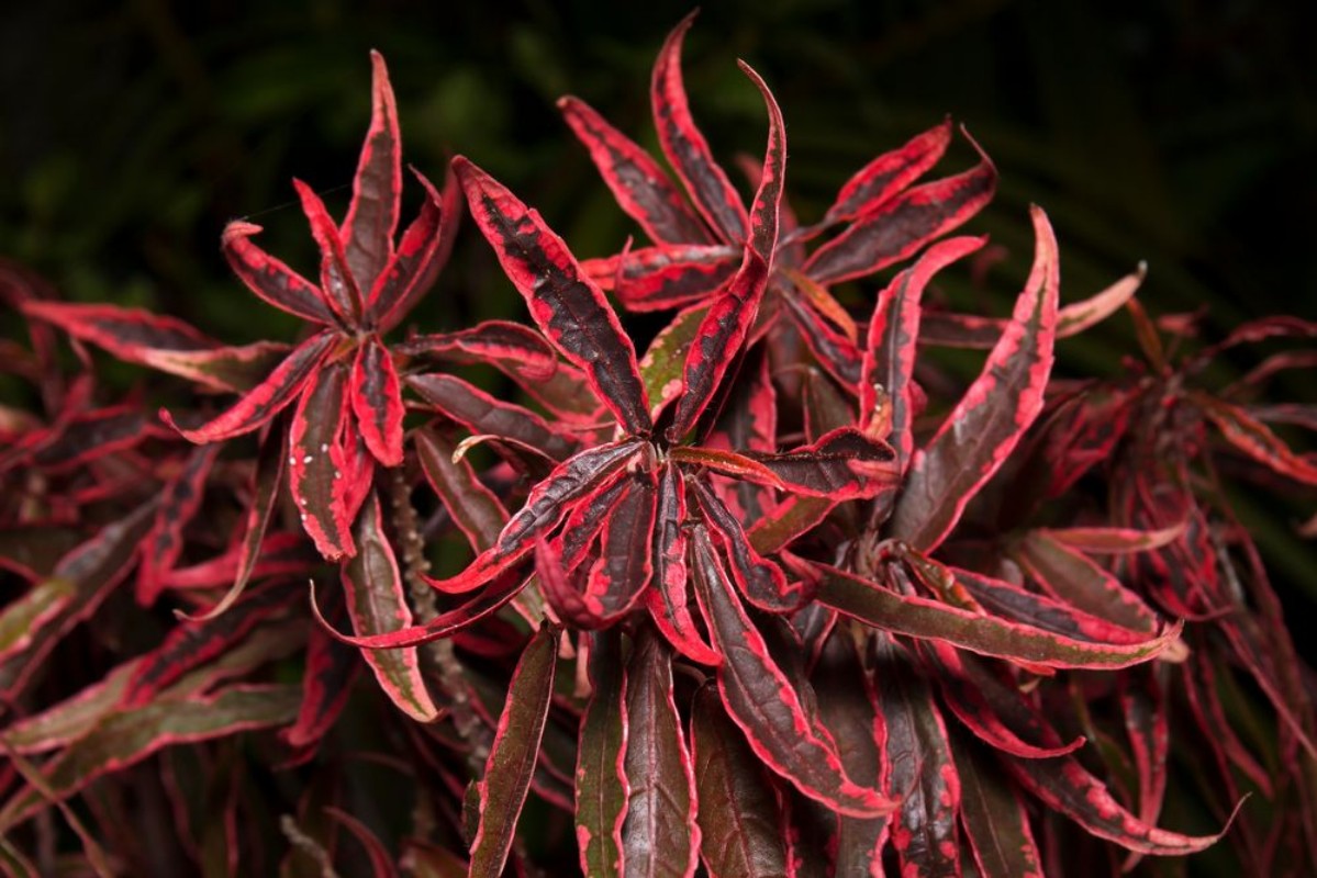 Picture of Regal Red