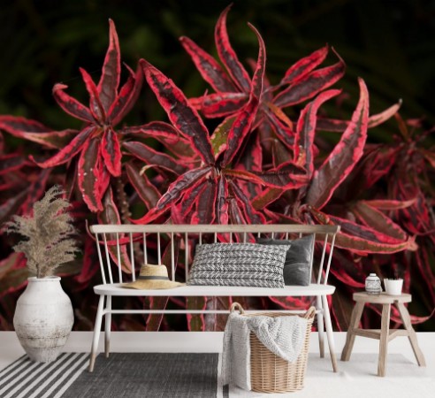 Picture of Regal Red