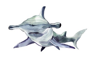 Picture of Watercolor hammerhead shark Illustration isolated on white background For design prints background t-shirt