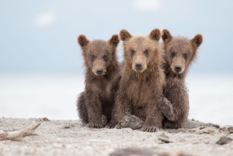 Bild vun Adorable little bears