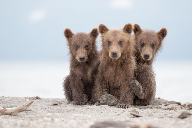 Picture of Adorable little bears