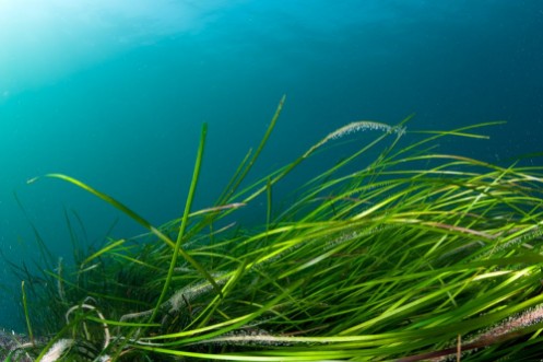 Picture of Colorful coldwater reef with green algae