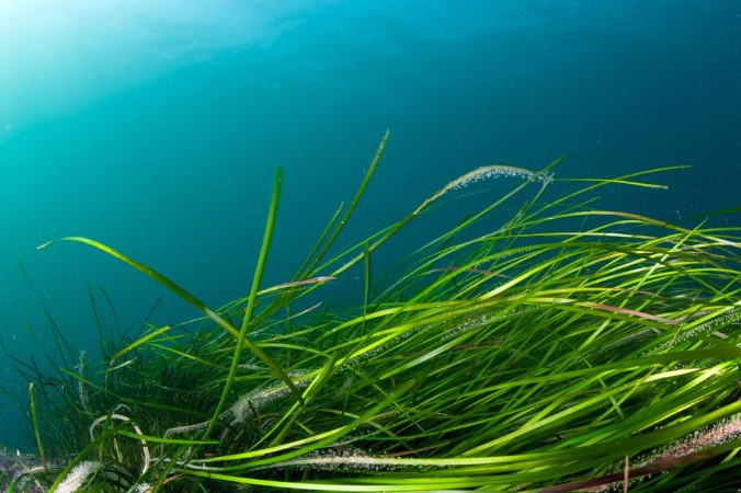 Picture of Colorful coldwater reef with green algae