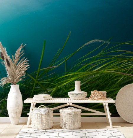 Picture of Colorful coldwater reef with green algae