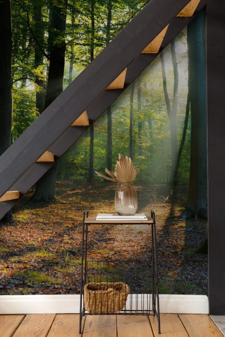 Picture of Morning in the forest