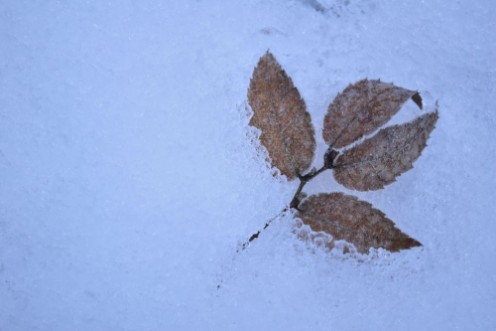 Bild på Forgotten in Frost