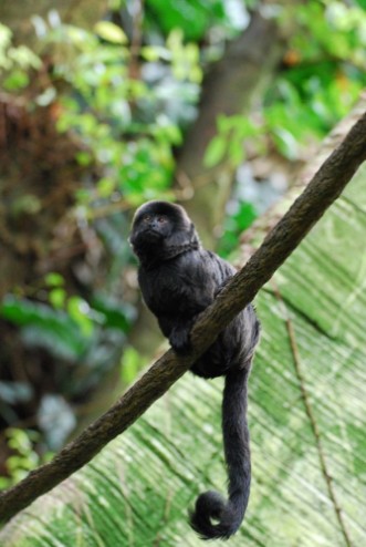 Picture of Black Goeldis Marmoset on Vine