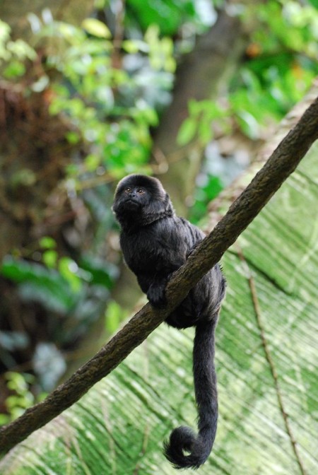 Picture of Black Goeldis Marmoset on Vine