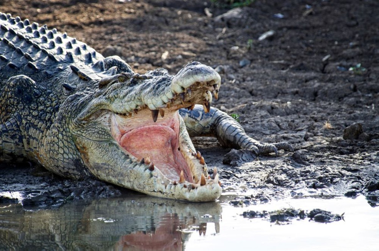 Picture of Muddy Crocodile