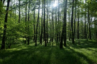 Picture of Sonnenaufgang im Wald hinter den Bumen im Frhling mit langen Schatten