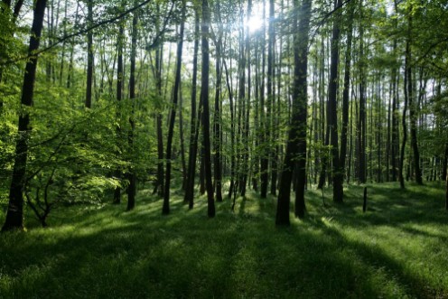 Picture of Sonnenaufgang im Wald hinter den Bumen im Frhling mit langen Schatten