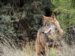 Afbeeldingen van Male of iberian wolf Canis lupus signatus