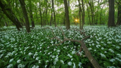 Afbeeldingen van Panorama of wild garlic carpet