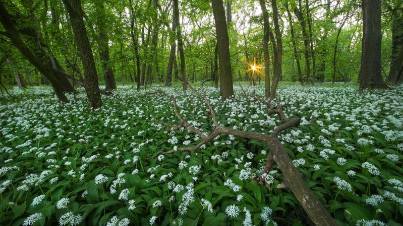 Picture of Panorama of wild garlic carpet