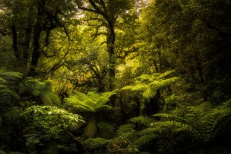Bild vun Rainforest
