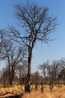 Bild på Moremi game reserve Okavango delta Africa Botswana