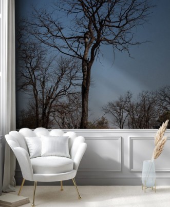 Picture of Moremi game reserve Okavango delta Africa Botswana