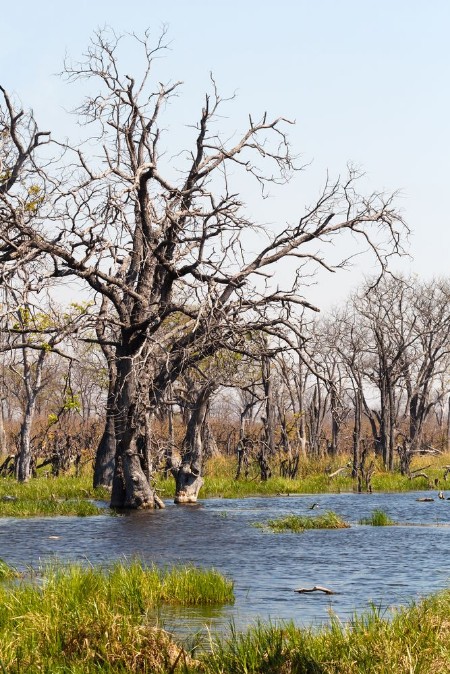 Picture of Moremi game reserve Okavango delta Botswana Africa