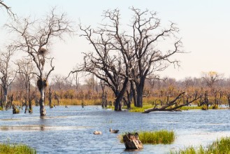Picture of Moremi game reserve Okavango delta Botswana Africa