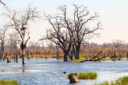 Picture of Moremi game reserve Okavango delta Botswana Africa