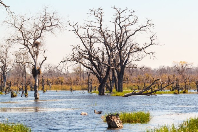 Picture of Moremi game reserve Okavango delta Botswana Africa
