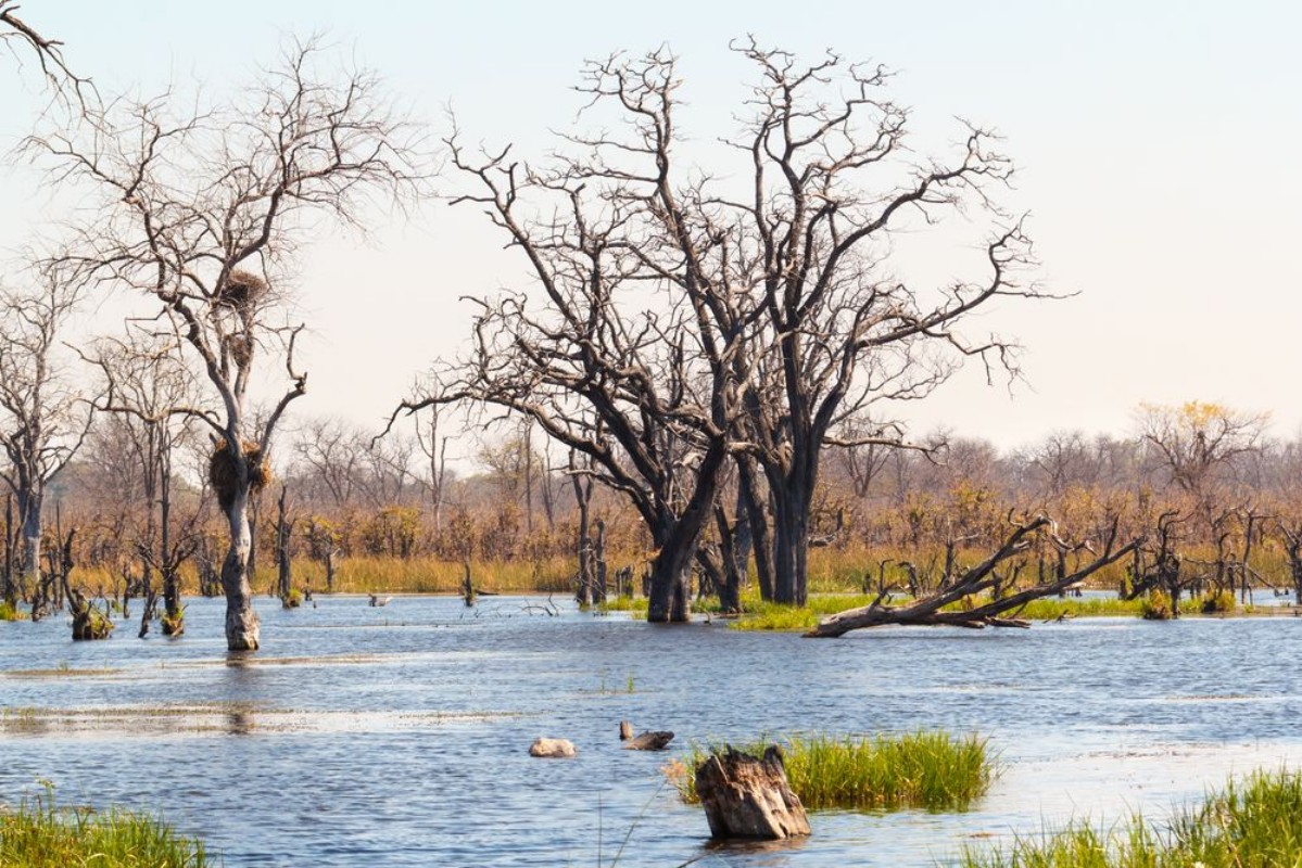 Afbeeldingen van Moremi game reserve Okavango delta Botswana Africa