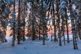 Image de Sunset viewed out of a forest