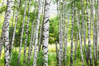 Picture of Summer in sunny birch forest