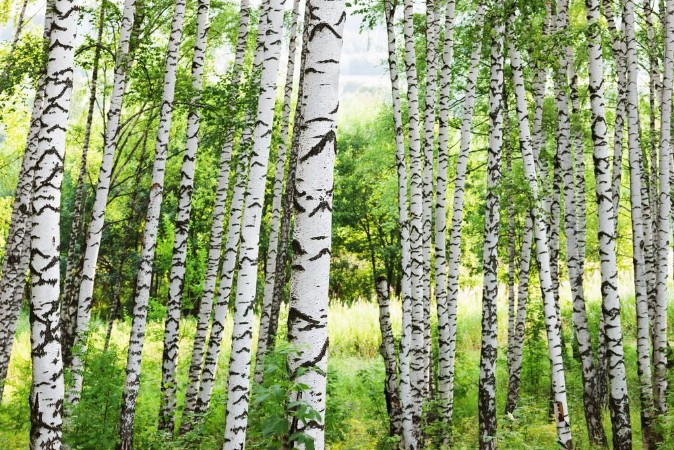 Picture of Summer in sunny birch forest