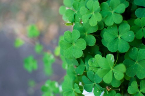 Picture of Cozy Clovers