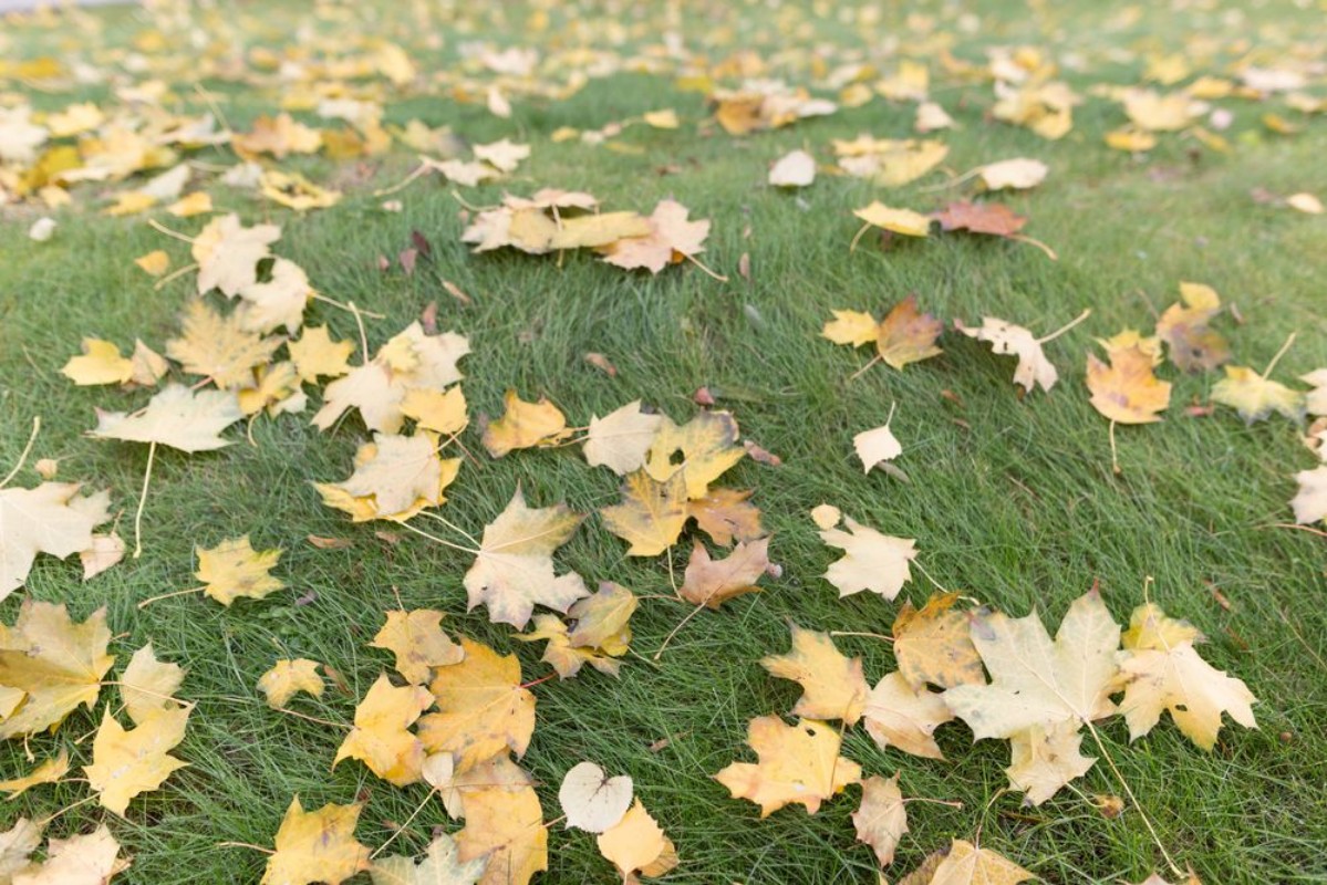 Picture of Yellow Autumn Leaves