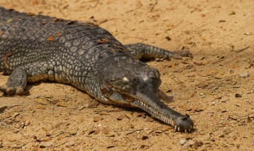 Image de Photograph of a crocodile basking in the sunshine